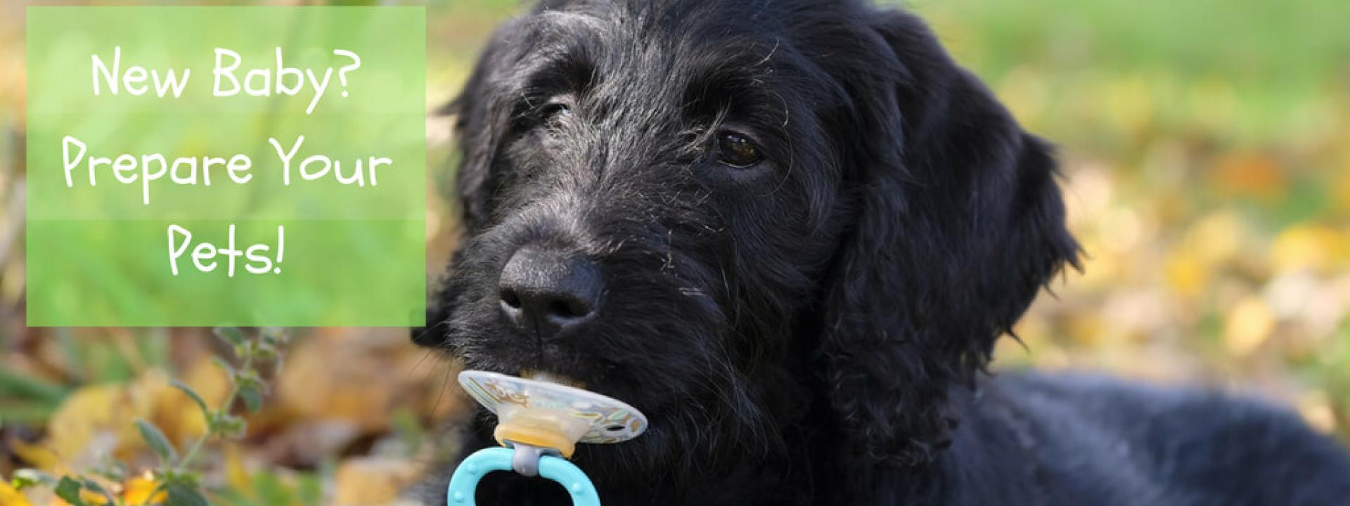 pet health