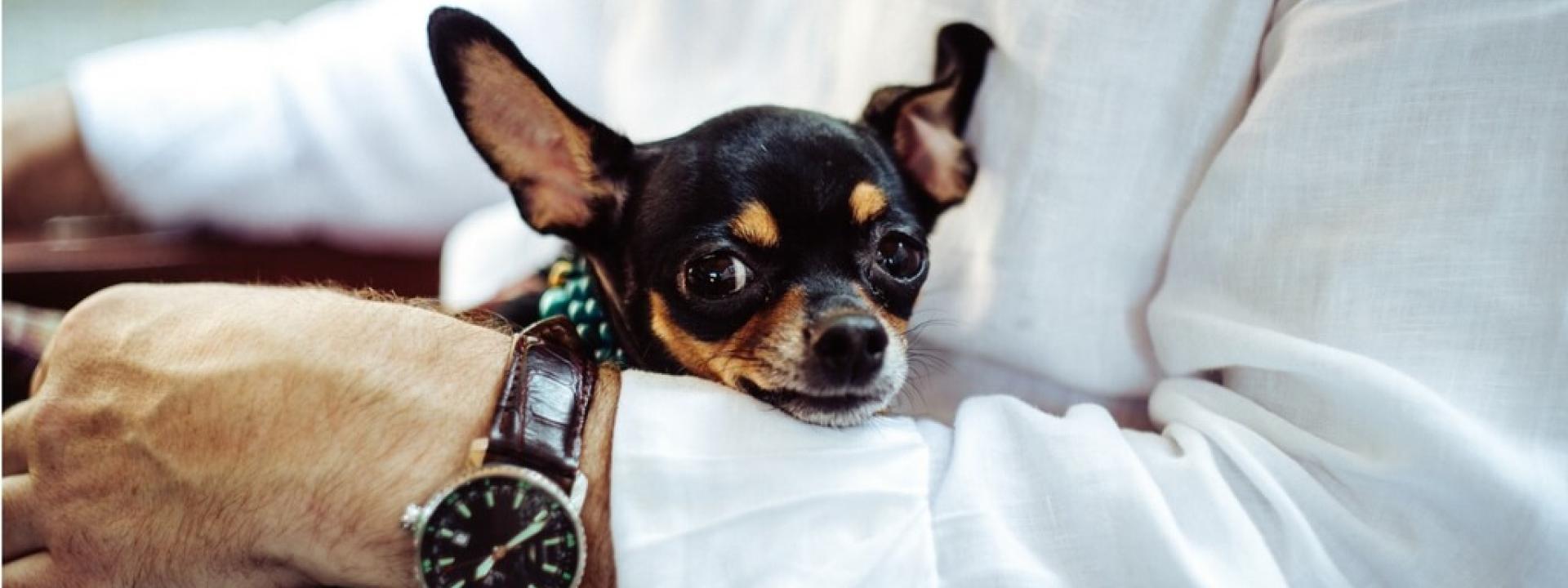 veterinarians