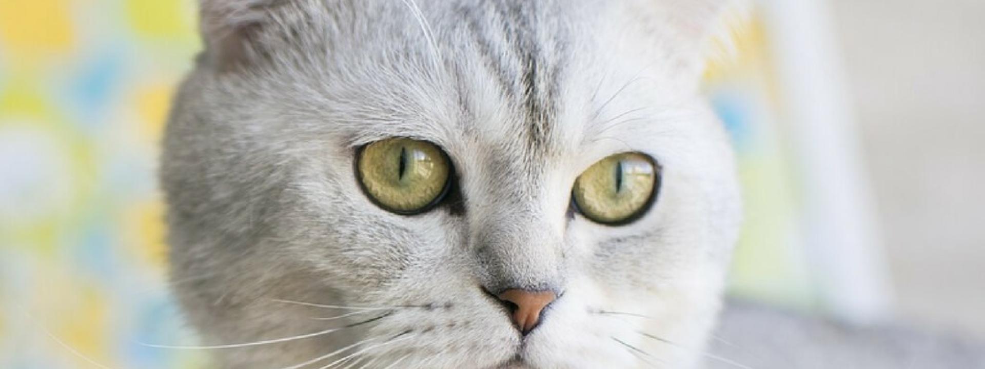 animal hospital near me