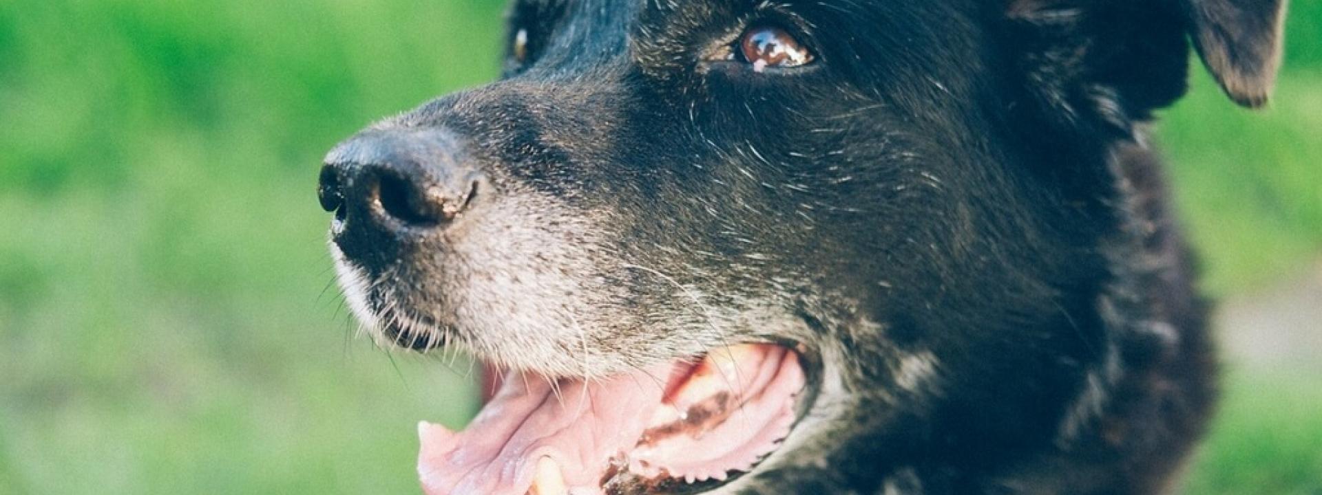 veterinary care