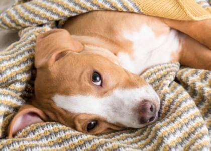 five common dog illnesses