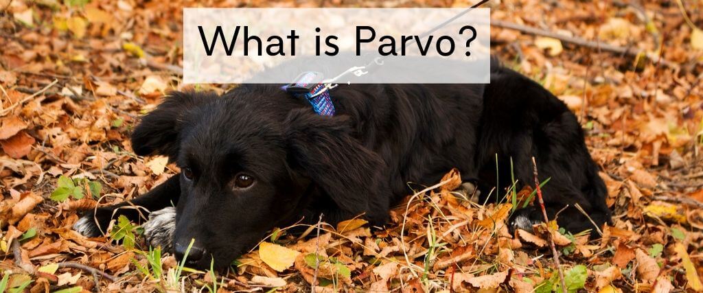 how to test a dog for parvo